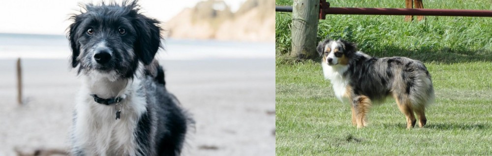 Toy Australian Shepherd vs Bordoodle - Breed Comparison