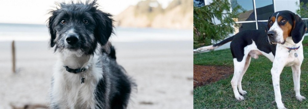 Treeing Walker Coonhound vs Bordoodle - Breed Comparison