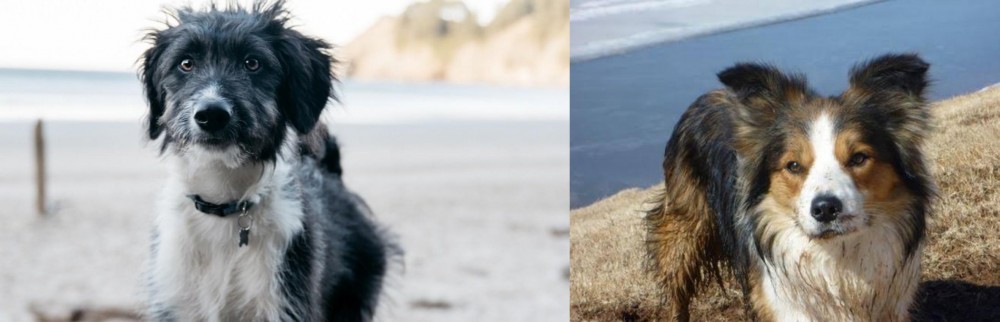 Welsh Sheepdog vs Bordoodle - Breed Comparison