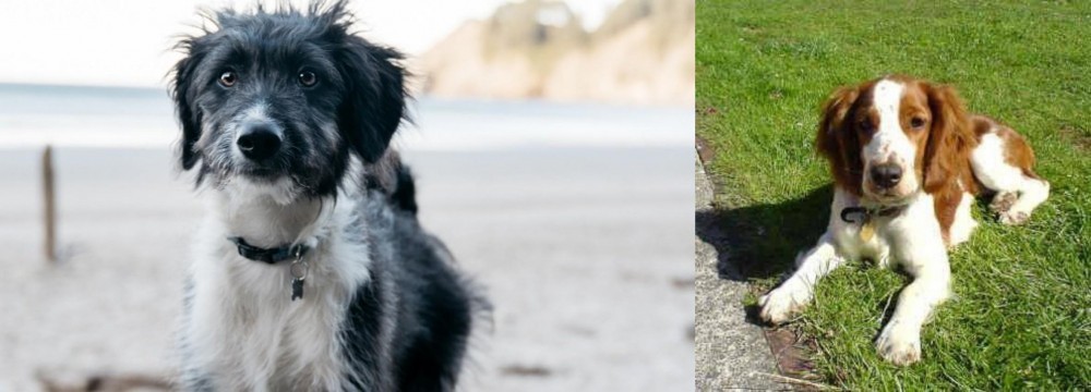 Welsh Springer Spaniel vs Bordoodle - Breed Comparison