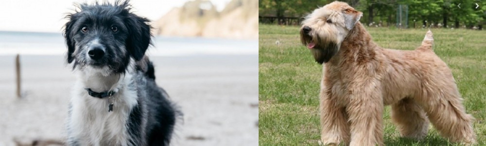 Wheaten Terrier vs Bordoodle - Breed Comparison