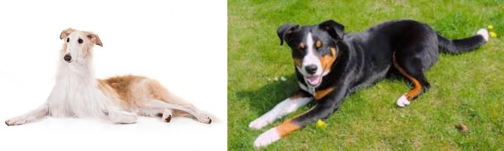 Appenzell Mountain Dog vs Borzoi - Breed Comparison