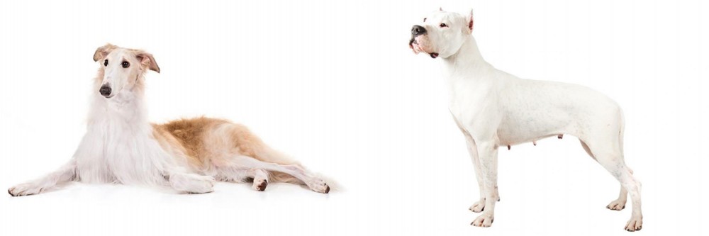 Argentine Dogo vs Borzoi - Breed Comparison