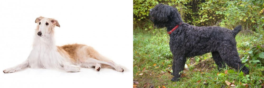 Black Russian Terrier vs Borzoi - Breed Comparison