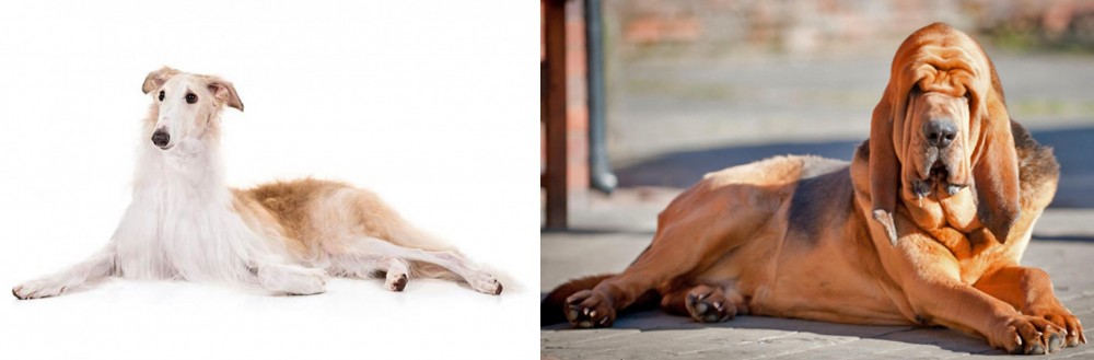 Bloodhound vs Borzoi - Breed Comparison
