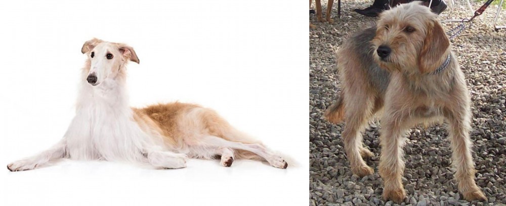 Bosnian Coarse-Haired Hound vs Borzoi - Breed Comparison