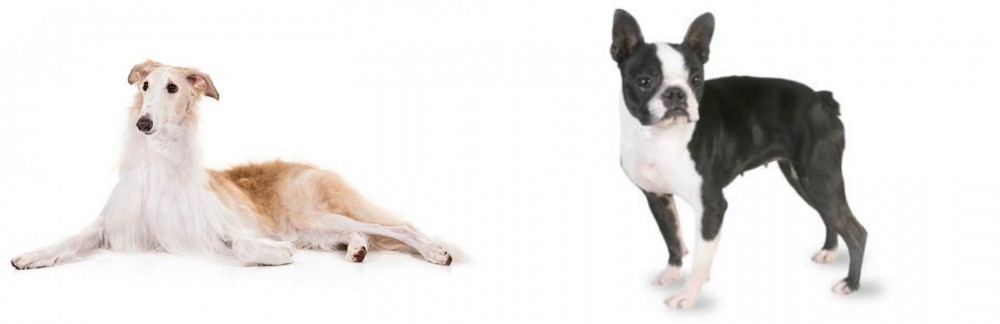 Boston Terrier vs Borzoi - Breed Comparison