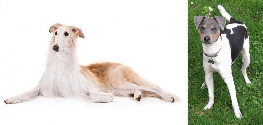 Brazilian Terrier vs Borzoi - Breed Comparison