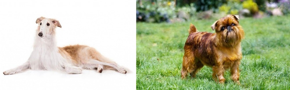 Brussels Griffon vs Borzoi - Breed Comparison