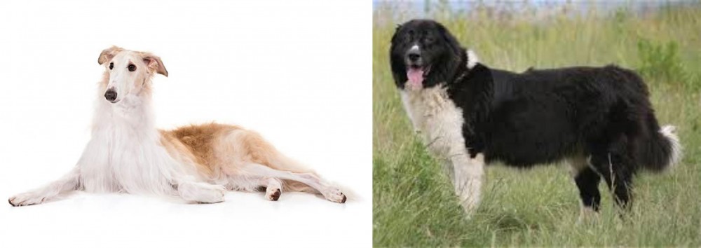 Bulgarian Shepherd vs Borzoi - Breed Comparison