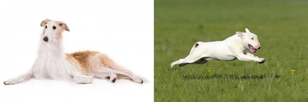 Bull Terrier vs Borzoi - Breed Comparison