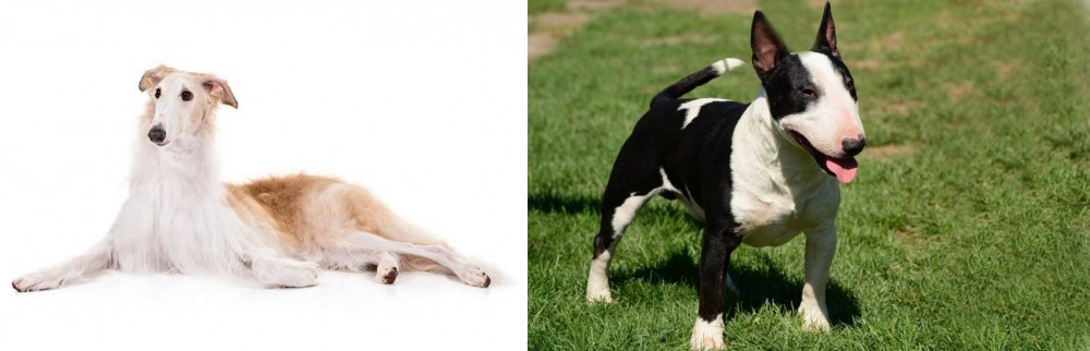 Bull Terrier Miniature vs Borzoi - Breed Comparison