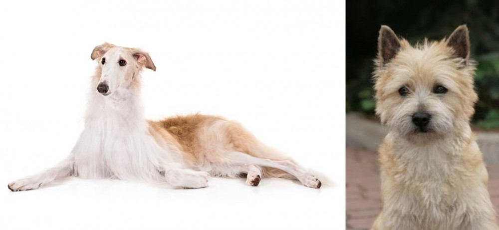 Cairn Terrier vs Borzoi - Breed Comparison