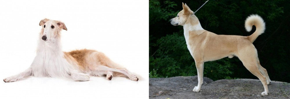 Canaan Dog vs Borzoi - Breed Comparison