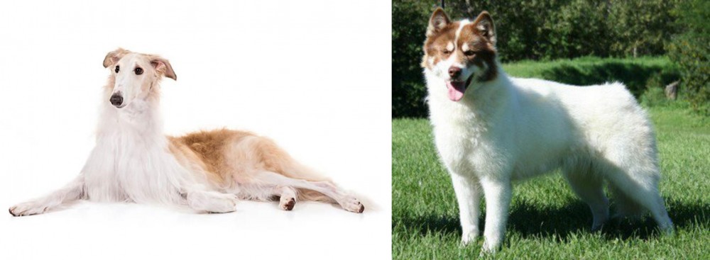 Canadian Eskimo Dog vs Borzoi - Breed Comparison