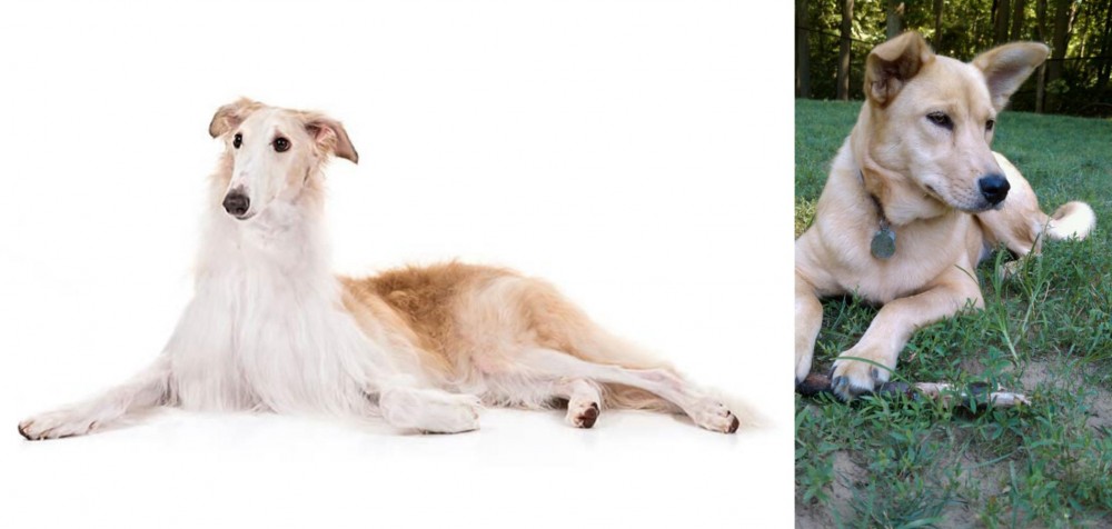 Carolina Dog vs Borzoi - Breed Comparison