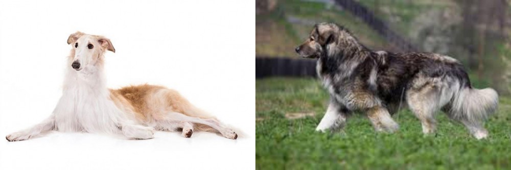 Carpatin vs Borzoi - Breed Comparison