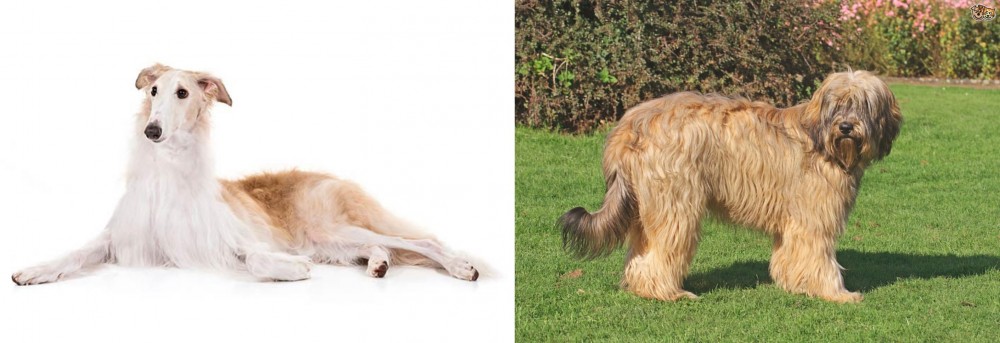 Catalan Sheepdog vs Borzoi - Breed Comparison