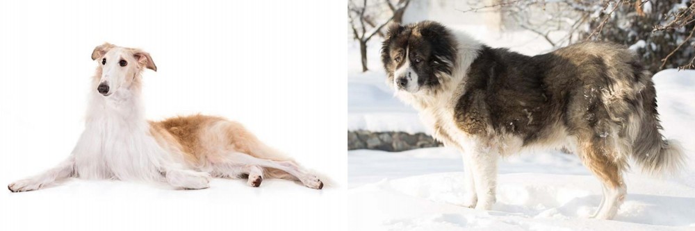 Caucasian Shepherd vs Borzoi - Breed Comparison