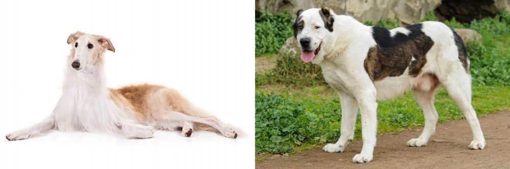 Central Asian Shepherd vs Borzoi - Breed Comparison