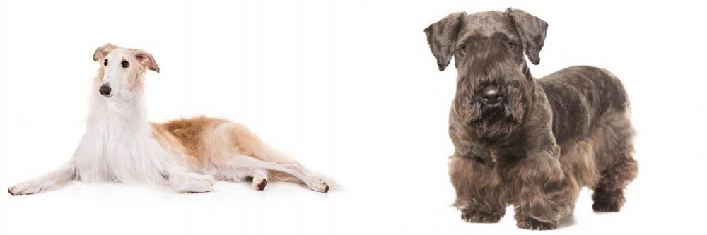 Cesky Terrier vs Borzoi - Breed Comparison