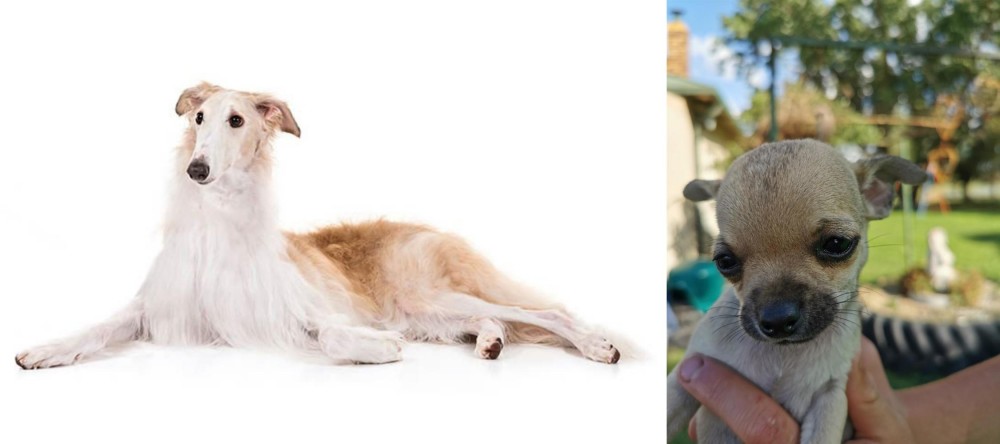 Chihuahua vs Borzoi - Breed Comparison