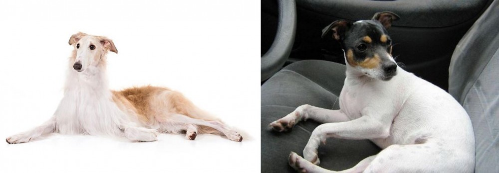 Chilean Fox Terrier vs Borzoi - Breed Comparison
