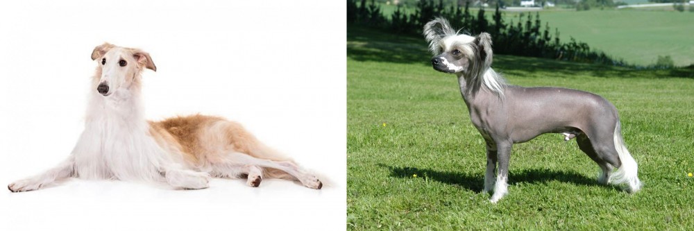 Chinese Crested Dog vs Borzoi - Breed Comparison