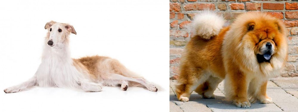 Chow Chow vs Borzoi - Breed Comparison