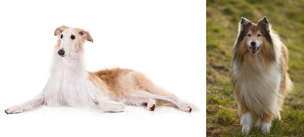 Collie vs Borzoi - Breed Comparison