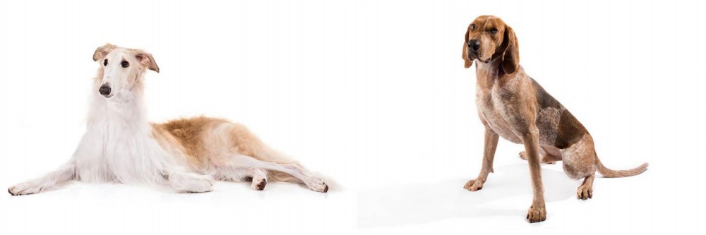 Coonhound vs Borzoi - Breed Comparison