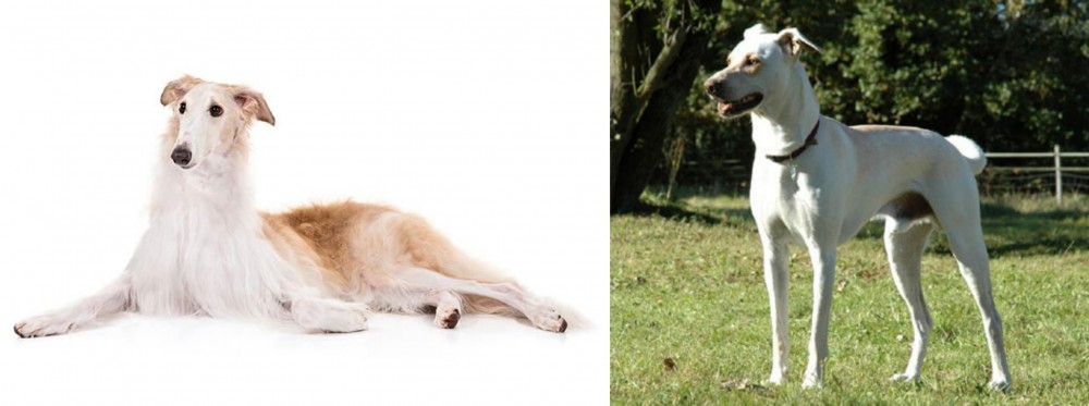 Cretan Hound vs Borzoi - Breed Comparison