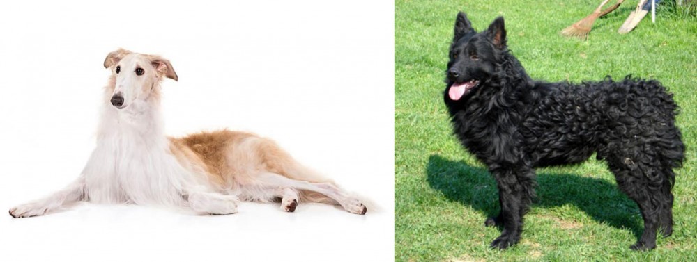 Croatian Sheepdog vs Borzoi - Breed Comparison