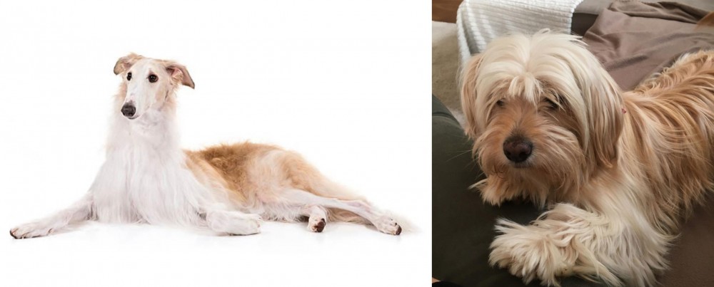 Cyprus Poodle vs Borzoi - Breed Comparison