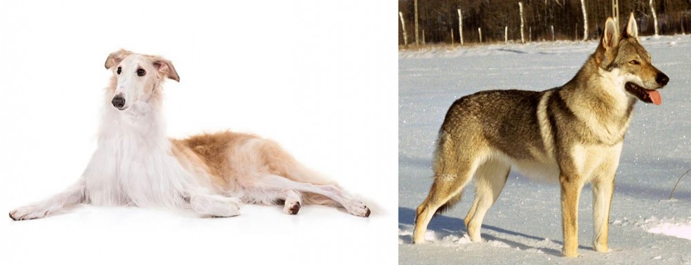 Czechoslovakian Wolfdog vs Borzoi - Breed Comparison