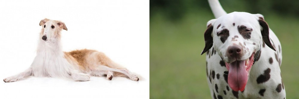 Dalmatian vs Borzoi - Breed Comparison