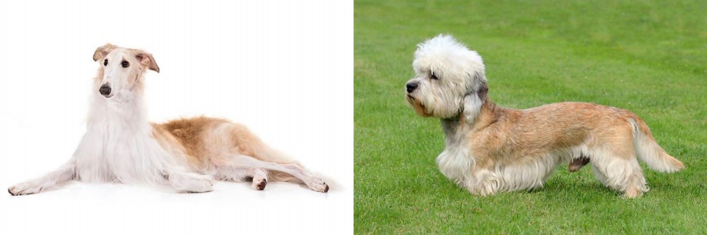 Dandie Dinmont Terrier vs Borzoi - Breed Comparison