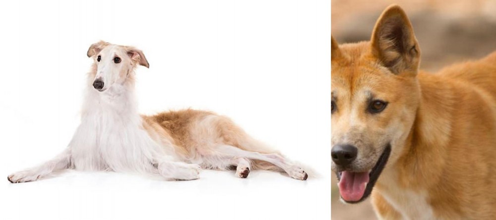 Dingo vs Borzoi - Breed Comparison