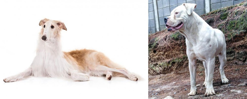 Dogo Guatemalteco vs Borzoi - Breed Comparison