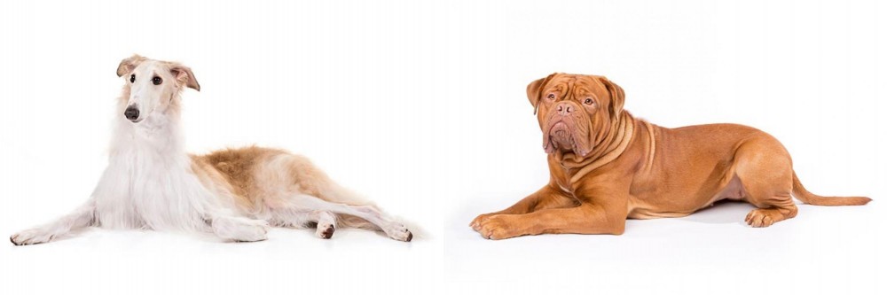 Dogue De Bordeaux vs Borzoi - Breed Comparison