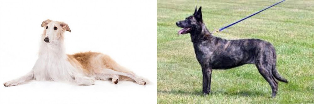 Dutch Shepherd vs Borzoi - Breed Comparison