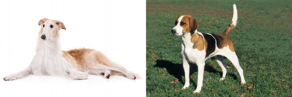 English Foxhound vs Borzoi - Breed Comparison