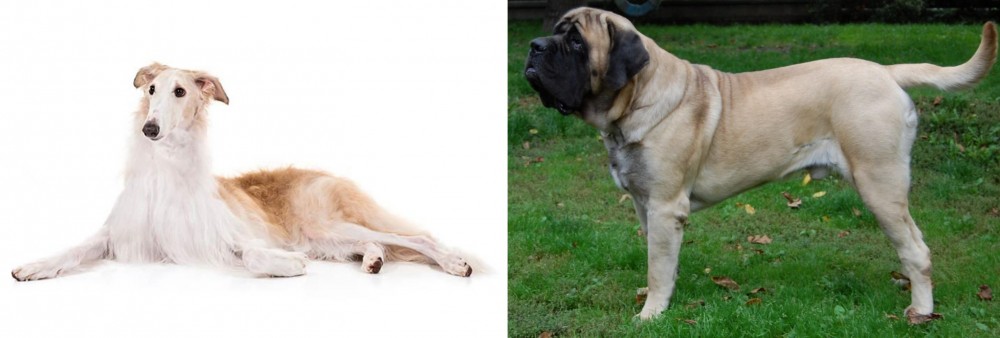 English Mastiff vs Borzoi - Breed Comparison