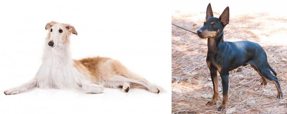 English Toy Terrier (Black & Tan) vs Borzoi - Breed Comparison