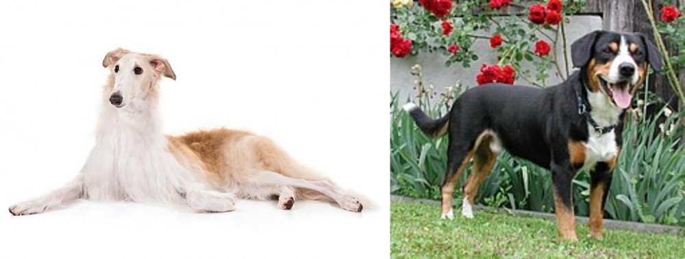 Entlebucher Mountain Dog vs Borzoi - Breed Comparison