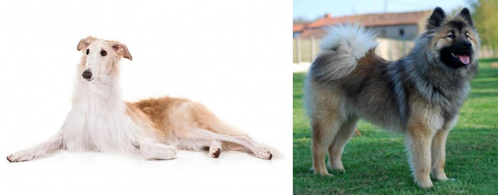 Eurasier vs Borzoi - Breed Comparison
