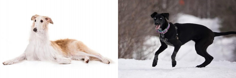 Eurohound vs Borzoi - Breed Comparison