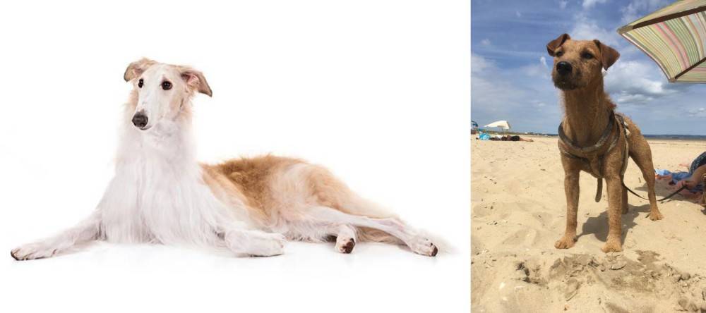 Fell Terrier vs Borzoi - Breed Comparison