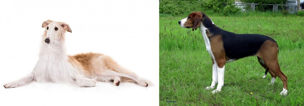 Finnish Hound vs Borzoi - Breed Comparison