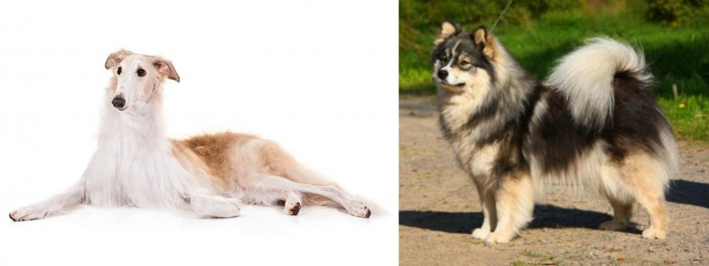 Finnish Lapphund vs Borzoi - Breed Comparison